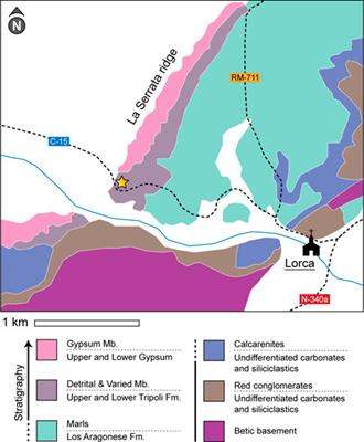 Two modes of gypsum replacement by carbonate and native sulfur in the Lorca Basin, SE Spain